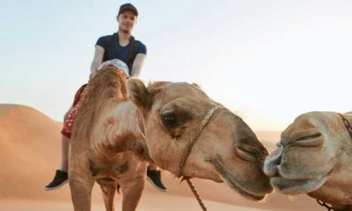 desert safari dubai deals (1)